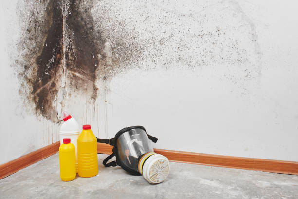 Mold Removal Process in Canton, OH