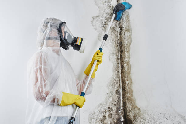 Best Mold Testing  in Canton, OH