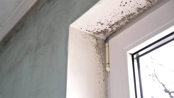 Office Mold Removal Services in Canton, OH