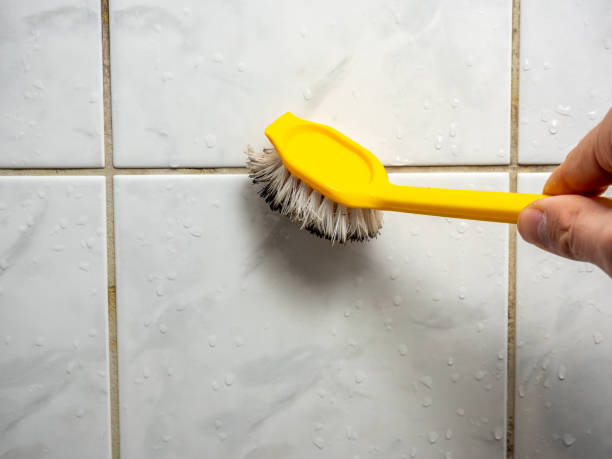 Best Attic Mold Removal  in Canton, OH