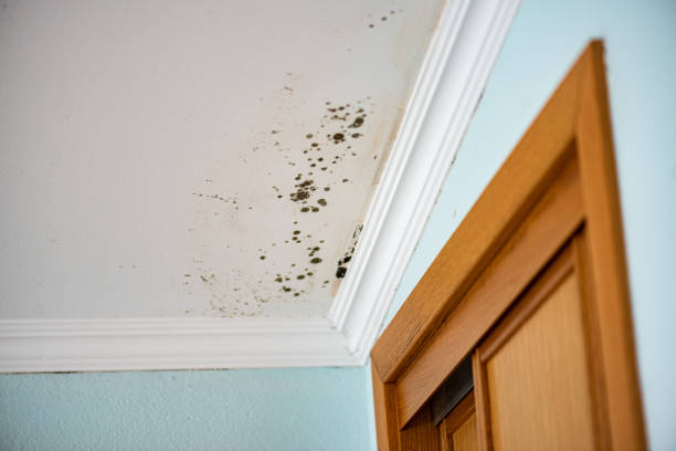 Best Affordable Mold Removal  in Canton, OH