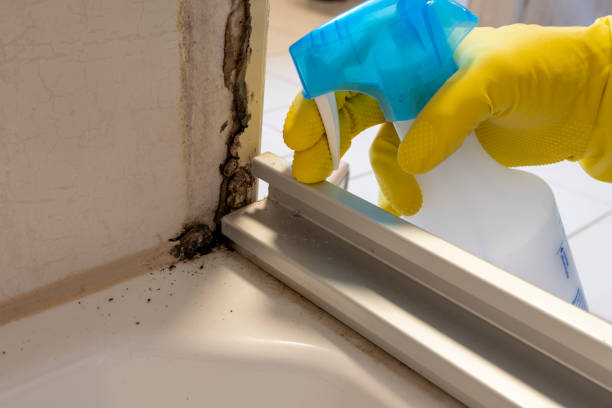 Best Professional Mold Removal  in Canton, OH