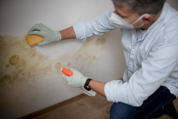 Best Mold Cleaning Services  in Canton, OH
