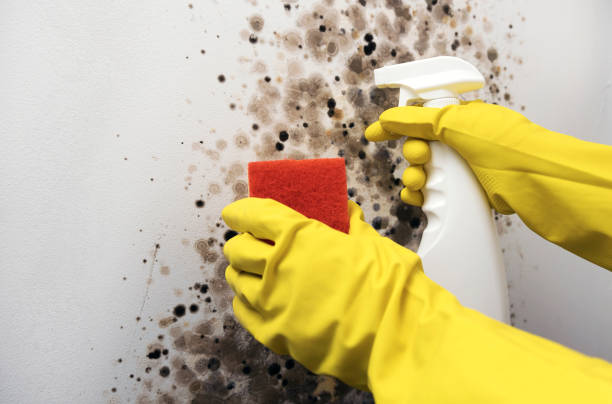 Best Best Mold Removal Companies  in Canton, OH