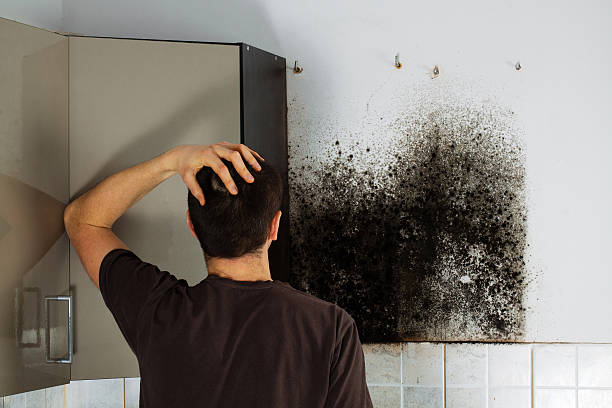 Best Residential Mold Removal  in Canton, OH