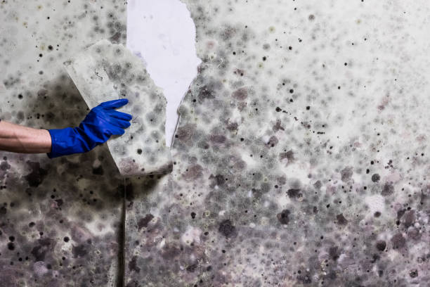 Best Mold Remediation Experts  in Canton, OH